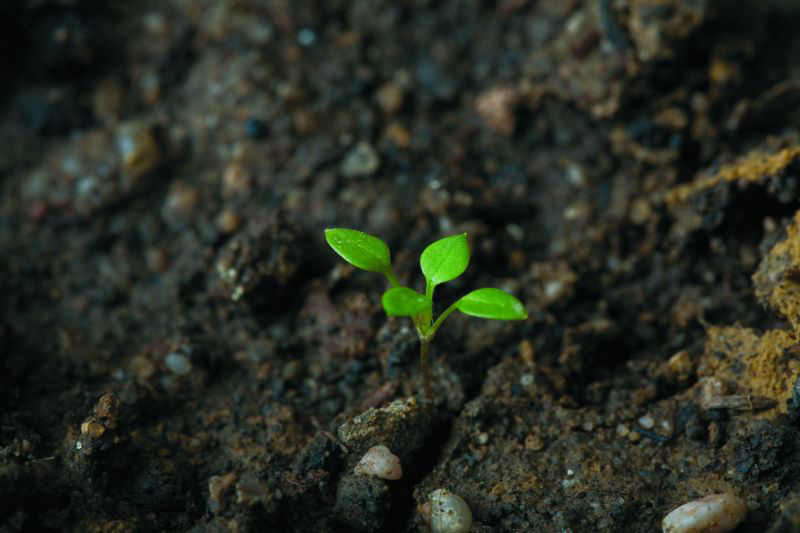 Chickweed